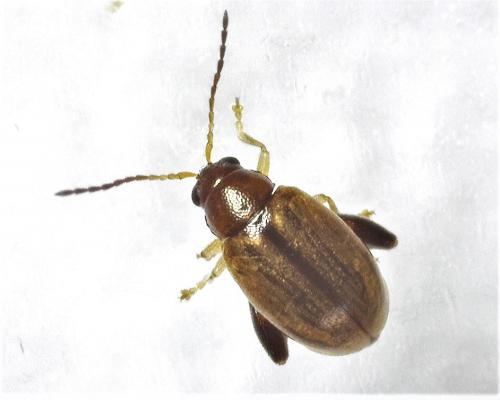 Réf. 279 184 : Alticini inconnu